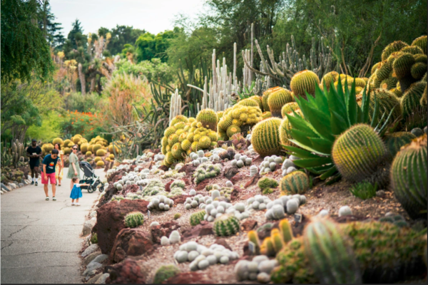 Al Jaddaf Cactus Park :
