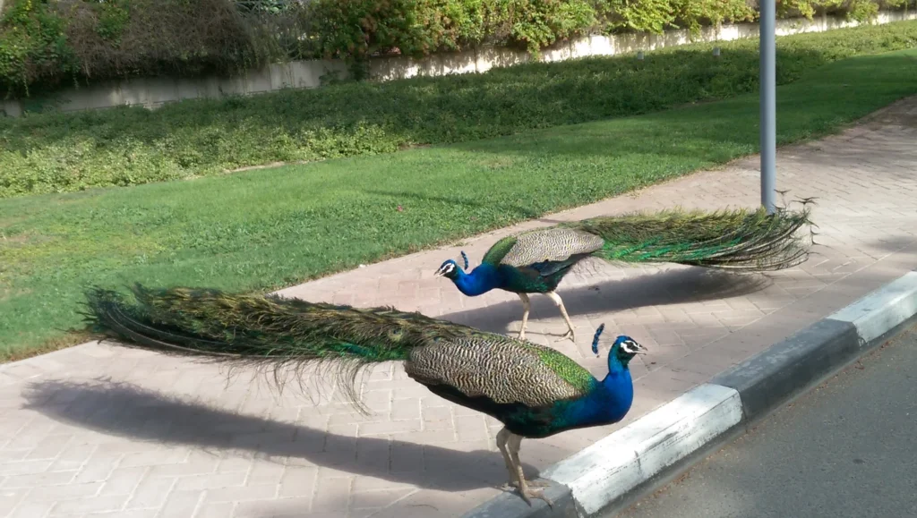 Dubai Emirates Tower